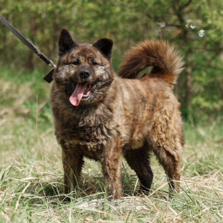 Собаки в Москве: Юджин Мальчик, Бесплатно - фото 3