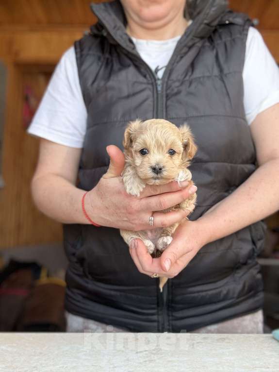 Собаки в Новосибирске: Щенки мальтипу Мальчик, 120 000 руб. - фото 2