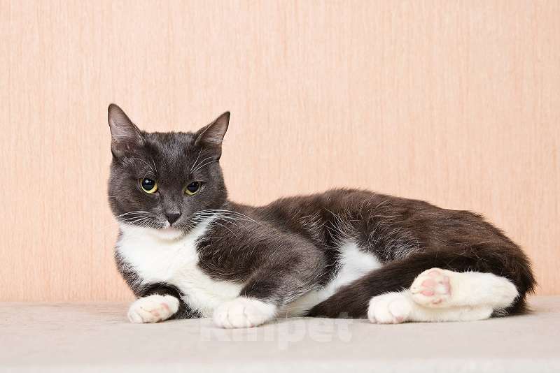 Кошки в Москве: Молодая комфортная кошечка Муся в добрые руки Девочка, Бесплатно - фото 2