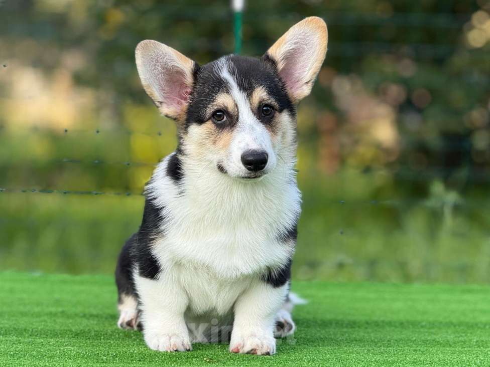 Собаки в Москве: Щенок Вельш корги пемброк  Девочка, 80 000 руб. - фото 2