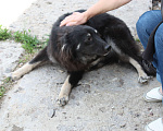 Собаки в Москве: Красатулечка Бароша в поисках своей семьи Мальчик, Бесплатно - фото 4