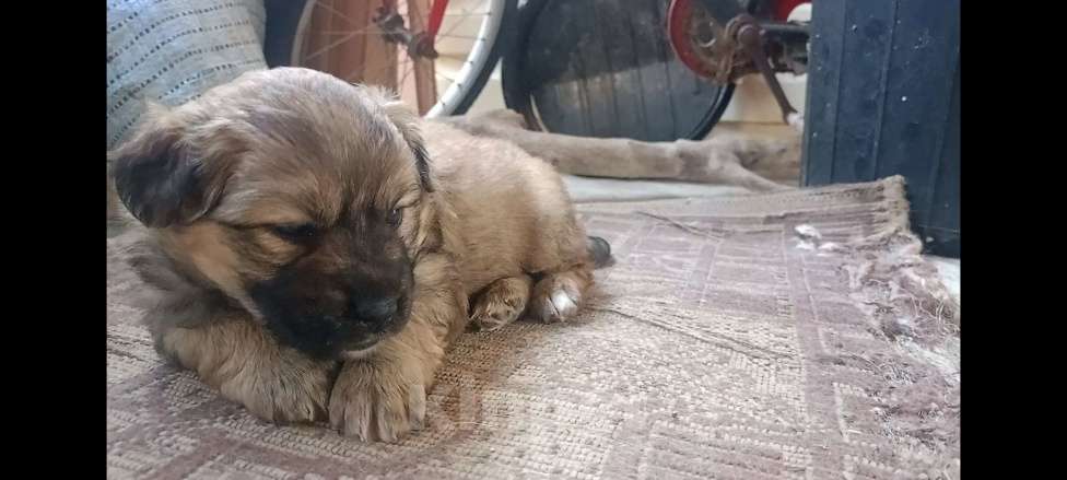 Собаки в Севастополе: В добрые ручки Девочка, Бесплатно - фото 3