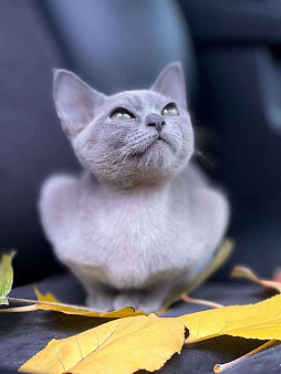 Объявление: Бурманский кот, 40 000 руб., Севастополь
