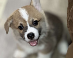 Собаки в Краснодаре: Красавчик корги пемброк РКФ Мальчик, 50 000 руб. - фото 4