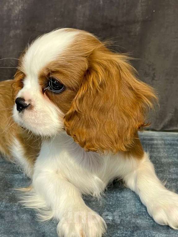 Собаки в Санкт-Петербурге: БЕСТ ИЛРЕАН КАДО Девочка, 190 000 руб. - фото 5