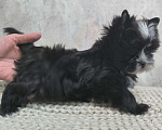 Собаки в Москве: Цветные йорки Мальчик, 66 000 руб. - фото 2