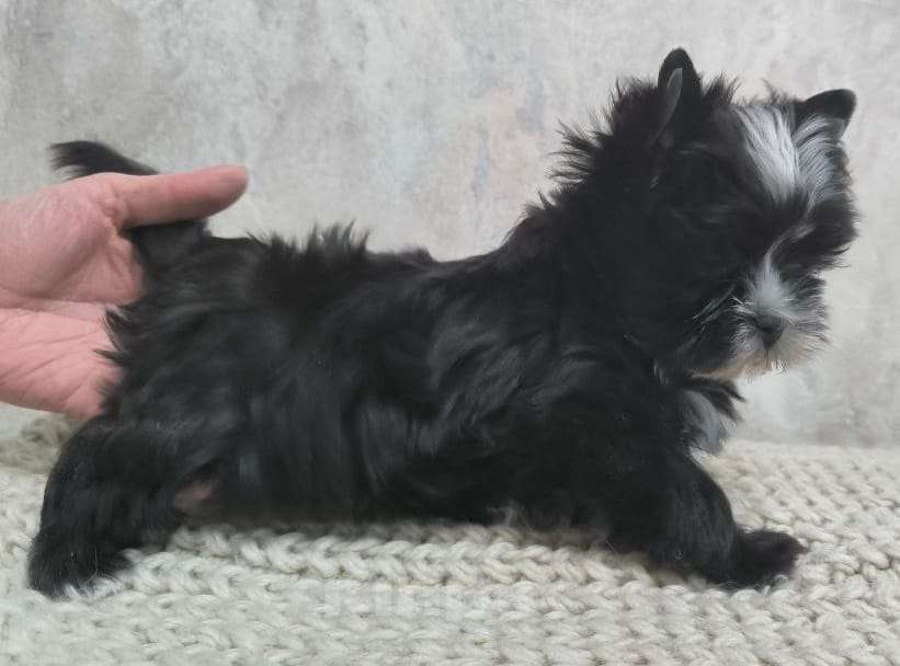 Собаки в Москве: Цветные йорки Мальчик, 66 000 руб. - фото 2