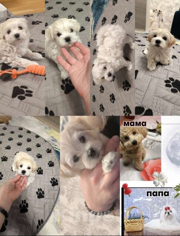 Собаки в Новороссийске: Мини Мальтипу Девочка, 60 000 руб. - фото 1