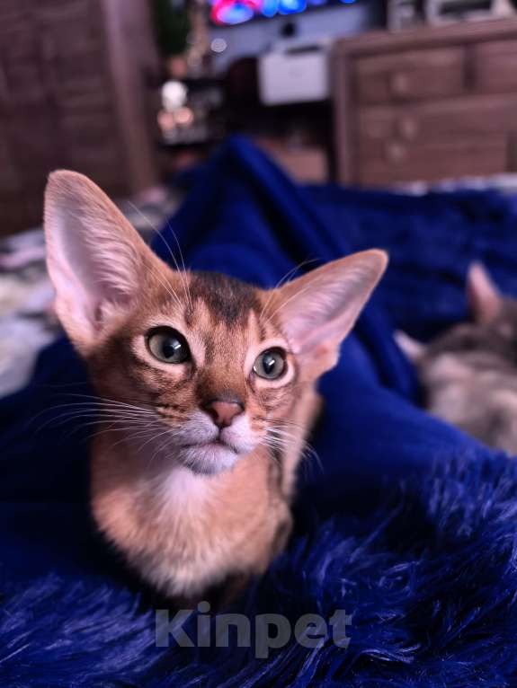 Кошки в других городах Московской области: Абиссинский котик дикого окраса Мальчик, 75 000 руб. - фото 1