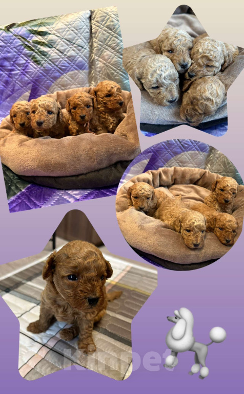 Собаки в Ногинске: Продажа щенка той пуделя  Девочка, 75 руб. - фото 1