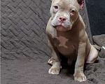 Собаки в Магнитогорске: щенки американского булли Мальчик, Бесплатно - фото 1