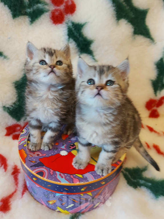 Кошки в Калининграде: Элитные котята из питомника Мальчик, 25 000 руб. - фото 4