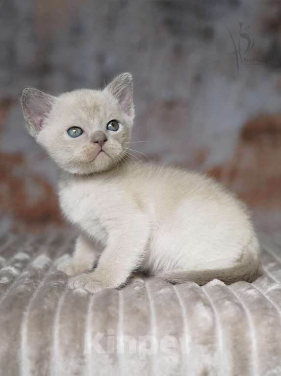 Кошки в Москве: Европейская бурма мальчик Мальчик, 110 000 руб. - фото 2