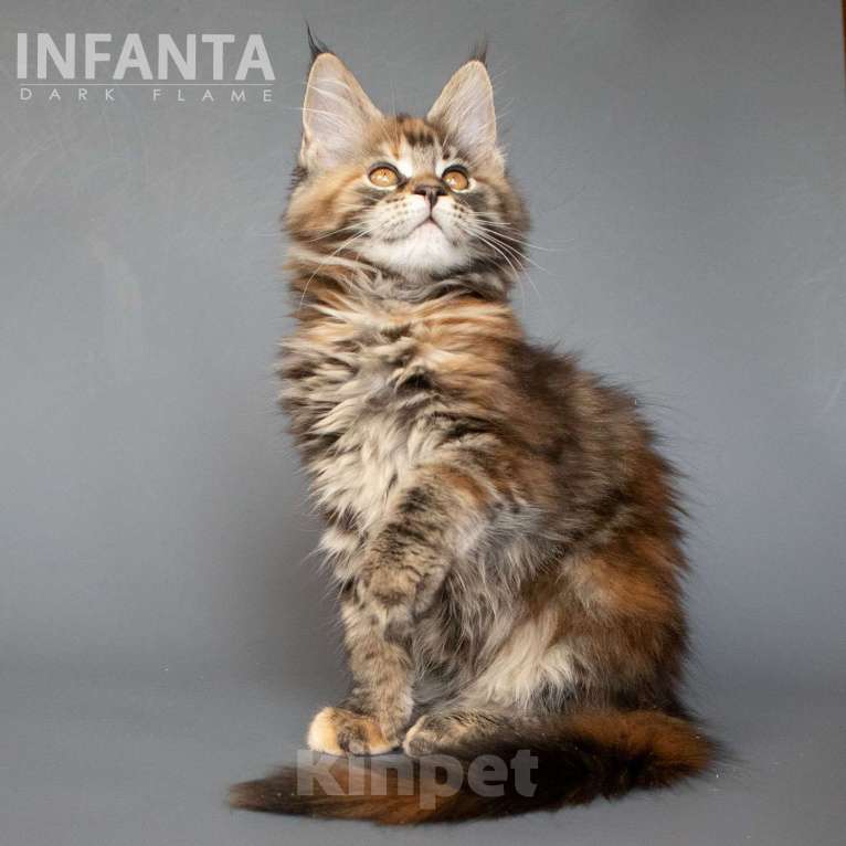 Кошки в других городах Воронежской области: Infanta Dark Flame Девочка, 50 000 руб. - фото 6