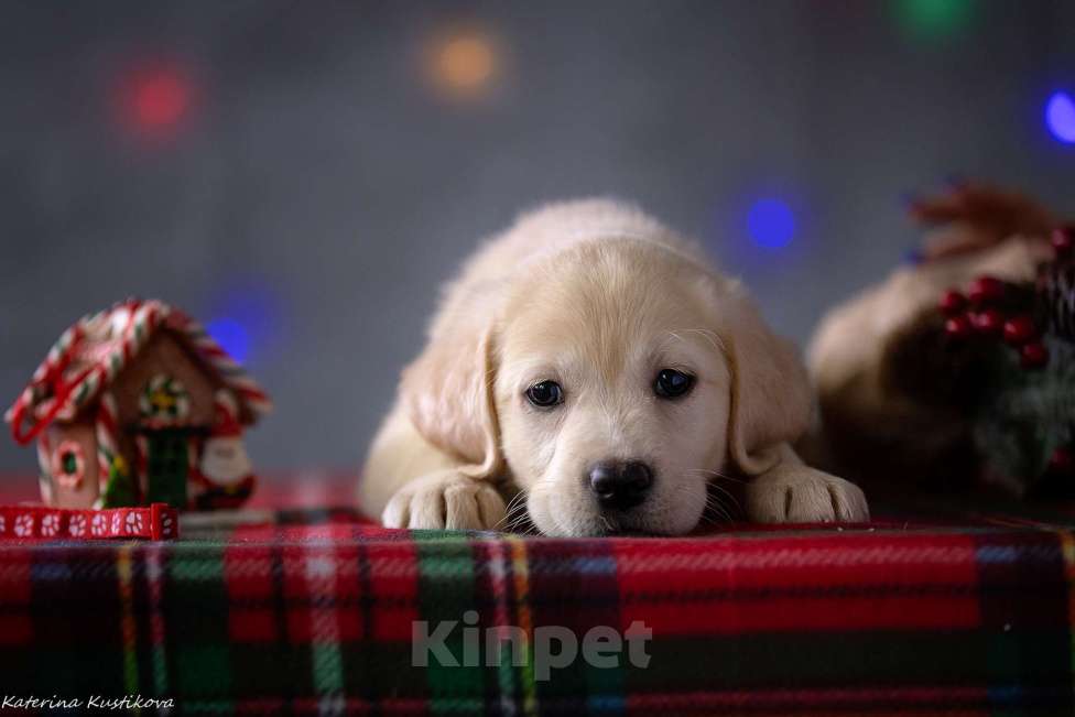 Собаки в Москве: Щенок лабрадора  Девочка, 80 000 руб. - фото 4
