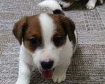 Собаки в Липецке: Щенки джек-рассел-терьер Мальчик, Бесплатно - фото 7