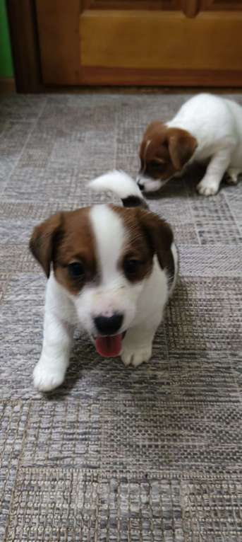 Собаки в Липецке: Щенки джек-рассел-терьер Мальчик, Бесплатно - фото 7