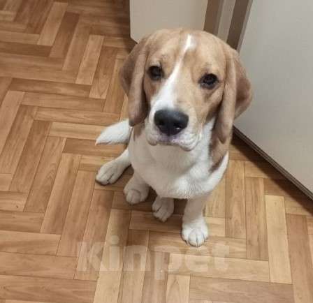 Собаки в Екатеринбурге: Бигль Мальчик, 60 000 руб. - фото 3