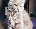 Кошки в Барнауле: Котята мейн-кун Девочка, Бесплатно - фото 4