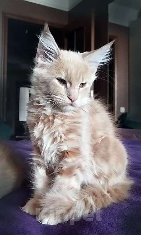 Кошки в Барнауле: Котята мейн-кун Девочка, Бесплатно - фото 4