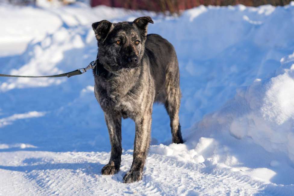 Собаки в Москве: Собака 1,5 года Бетти в добрые руки  Девочка, Бесплатно - фото 1