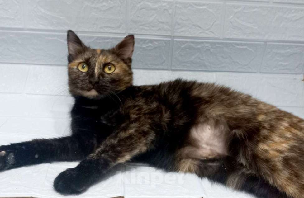 Кошки в Москве: Ласковая кошечка черепахового окраса- 1 год Девочка, 300 руб. - фото 1