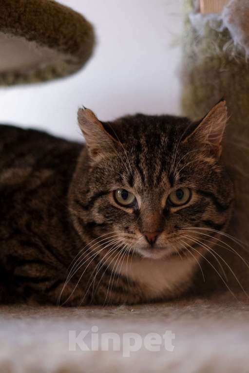 Кошки в Санкт-Петербурге: Говорун из приюта в добрые руки Мальчик, Бесплатно - фото 6