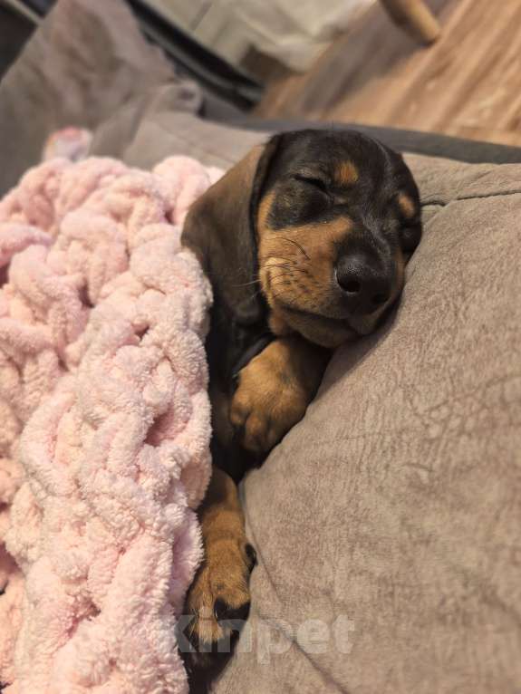 Собаки в Красноярске: Щенок таксы , девочка  Девочка, 8 500 руб. - фото 3