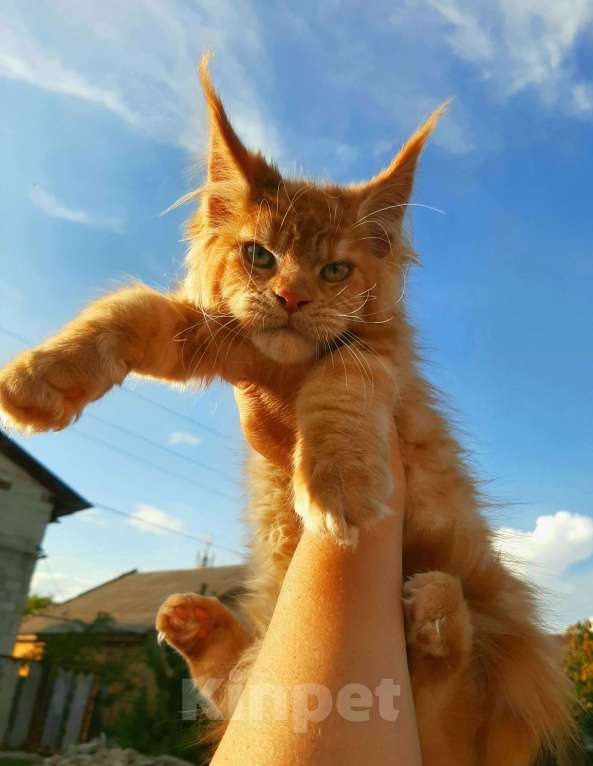 Кошки в Екатеринбурге: Котята мейн кун ласковые гиганты Мальчик, 35 000 руб. - фото 2