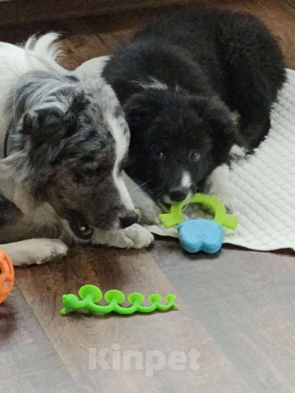 Собаки в Новосибирске: щенки Бордер Колли Мальчик, Бесплатно - фото 4