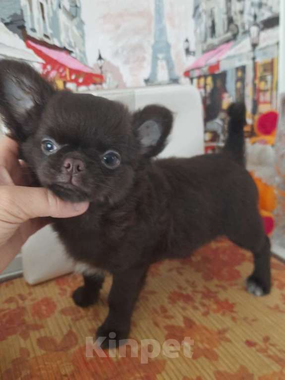 Собаки в Москве: шоколадный мальчик чихуахуа Мальчик, 25 000 руб. - фото 2
