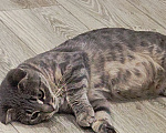 Кошки в Самаре: Кошка - подросток Девочка, Бесплатно - фото 3