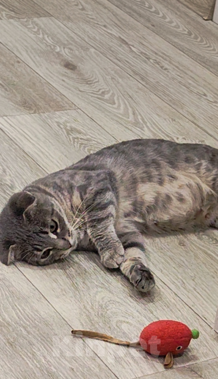 Кошки в Самаре: Кошка - подросток Девочка, Бесплатно - фото 3