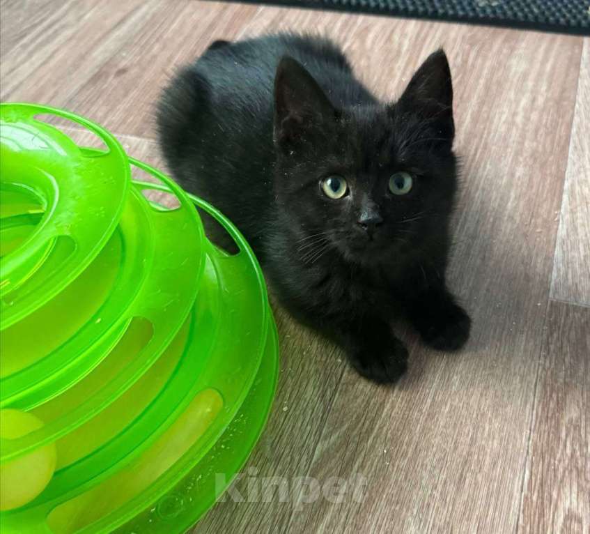 Кошки в Москве: котенок Агат ищет дом Мальчик, Бесплатно - фото 5