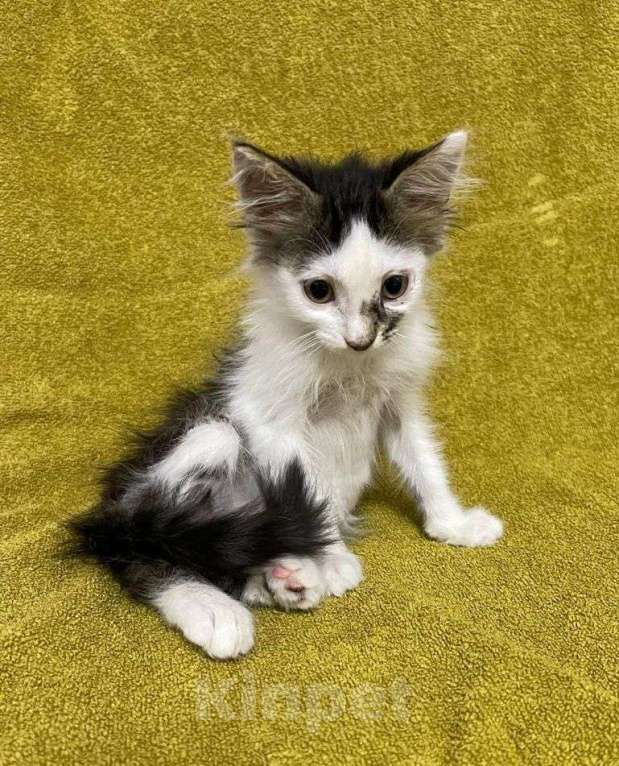 Кошки в Москве: Крошечный котенок в добрые руки Мальчик, Бесплатно - фото 3