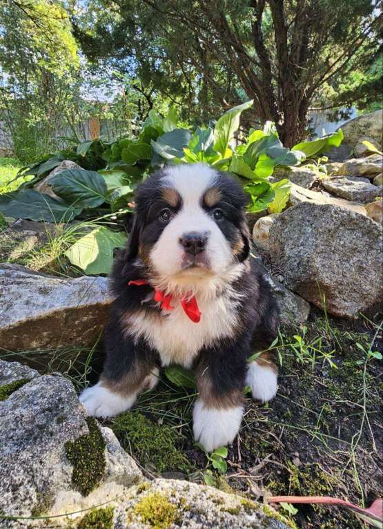 Собаки в других городах Московской области: Питомник "Зенненхунд России" предлагает щенков Девочка, 150 000 руб. - фото 2