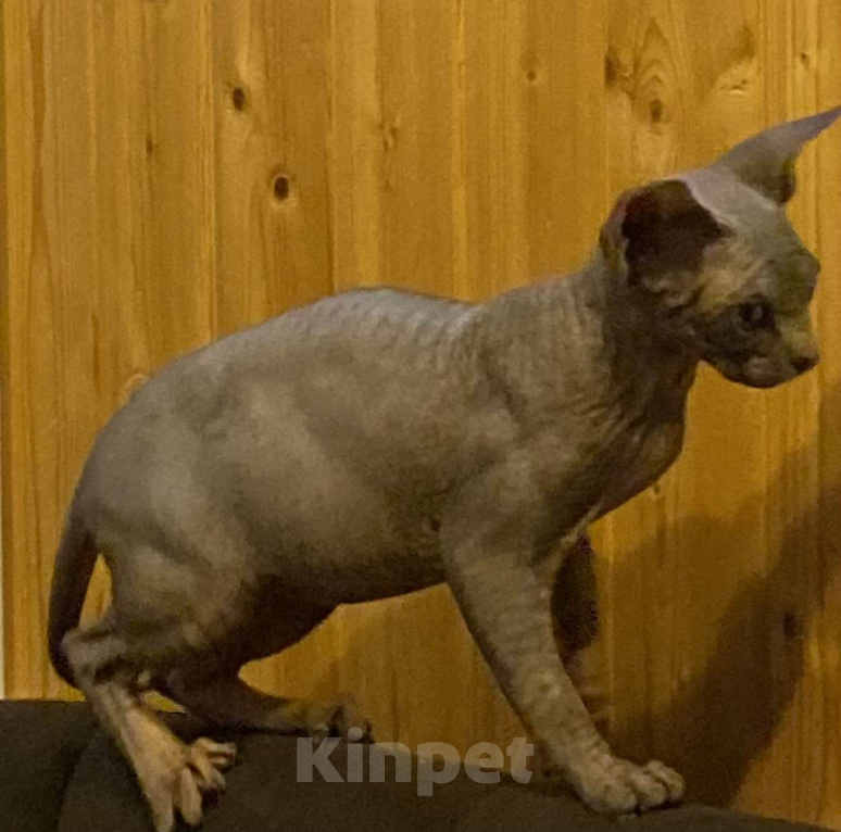 Кошки в Москве: Бесподобный канадец Мальчик, 45 000 руб. - фото 2