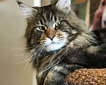 Кошки в Ливны: Котята Мейн Кун из питомника, 40 000 руб. - фото 10