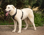 Собаки в Москве: Мальчик Клевер, молодой пёс ищет дома, метис лабрадора Мальчик, 10 руб. - фото 2