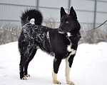 Собаки в Москве: Сева ищет семью Мальчик, Бесплатно - фото 4