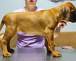 Собаки в Кумертау: Щенок родезийского риджбека Девочка, 90 000 руб. - фото 1