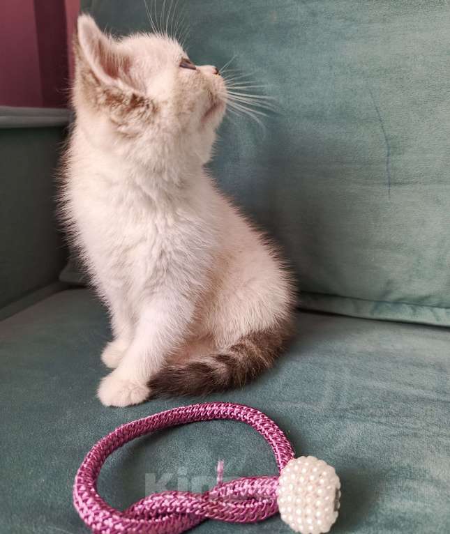 Кошки в Сочи: Шотланская прямоухая кошка Девочка, 10 000 руб. - фото 3