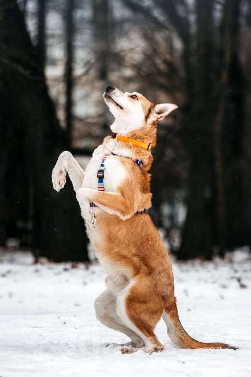 Собаки в Москве: Грациозный Вальс ищет дом Мальчик, Бесплатно - фото 4