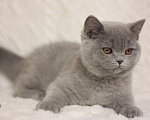 Кошки в Москве: Британский котенок Девочка, 55 000 руб. - фото 5