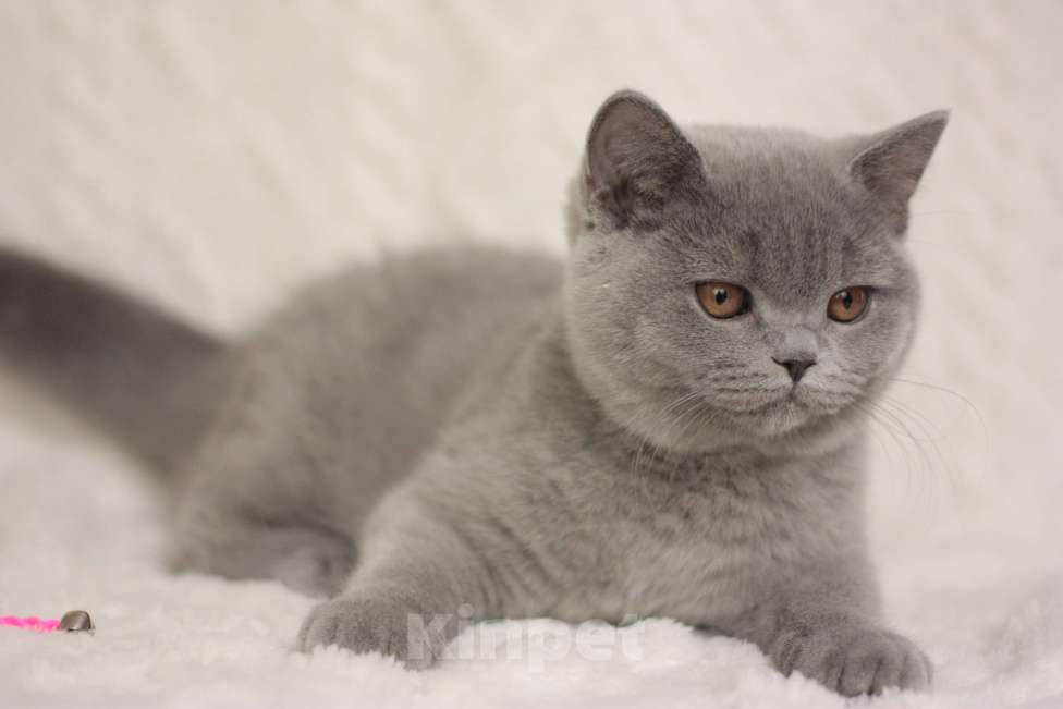Кошки в Москве: Британский котенок Девочка, 55 000 руб. - фото 5