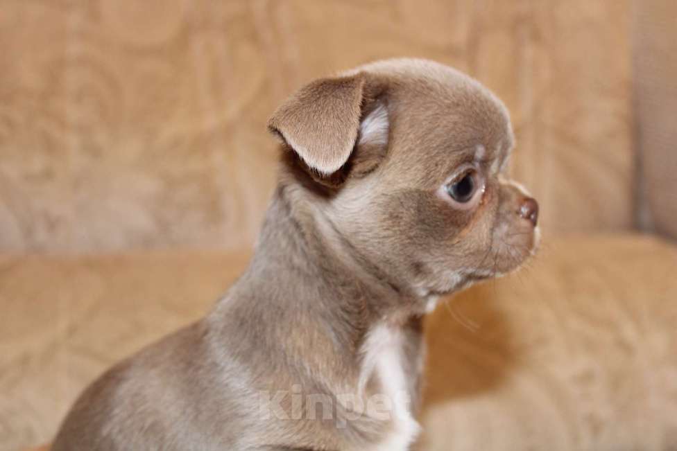 Собаки в Ижевске: Щенок чихуахуа Мальчик, 50 000 руб. - фото 2