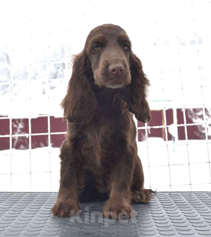 Собаки в Зеленограде: Английский кокер спаниель щенок Девочка, 90 000 руб. - фото 1