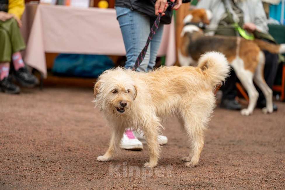 Собаки в Санкт-Петербурге: Очень красивая маленькая собачка Девочка, Бесплатно - фото 6