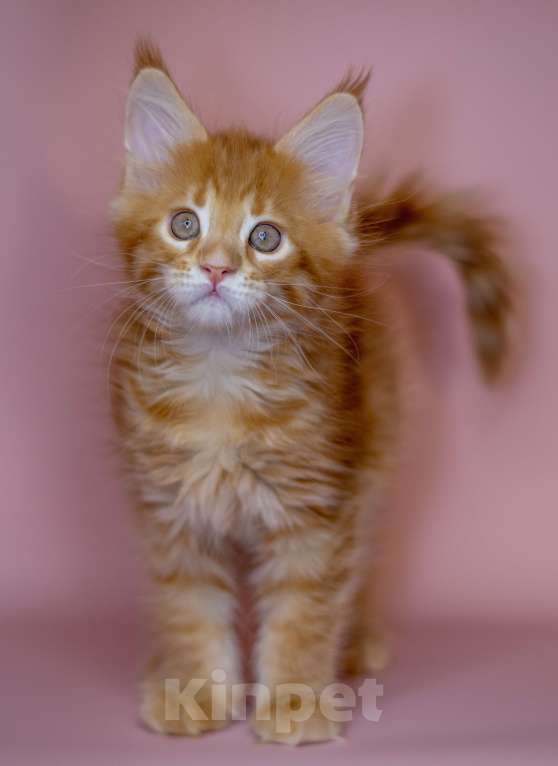 Кошки в Красноярске: Котята Мейн Кун Разнополые, 50 000 руб. - фото 3