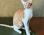Кошки в Санкт-Петербурге: Котенок корниш -рекс Мальчик, Бесплатно - фото 1